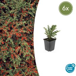 Garden basics 6x Cotoneaster horizontalis - ↕10-25cm - Ø9cm (47677)