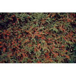 Garden basics 6x Cotoneaster horizontalis - ↕10-25cm - Ø9cm (47677)
