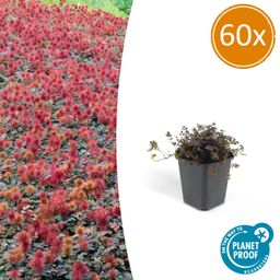 Garden basics 60x Acaena microphylla 'Kupferteppich' - ↕10-25cm - Ø9cm (46857)