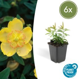 Garden basics 6x Hypericum calycinum - ↕10-25cm - Ø9cm (46939)