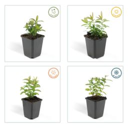 Garden basics 6x Hypericum calycinum - ↕10-25cm - Ø9cm (46939)