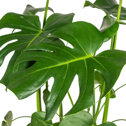 Monstera Deliciosa Tauerii met mand Ø21cm - ↕70 (48789)