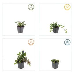 Garden basics 6x Ajuga reptans 'Catlin's Giant' - ↕10-25cm - Ø9cm (47574)