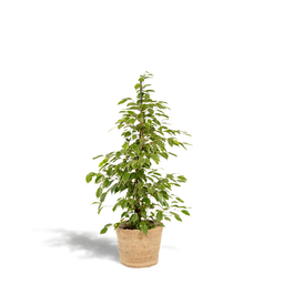 Ficus benjamina Goldenking - Mand Selin (8720634289610)