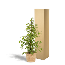 Ficus benjamina Goldenking - Mand Selin (8720634289610)