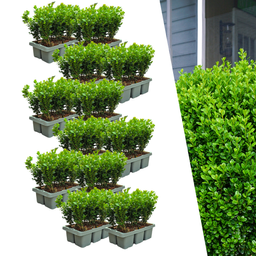 Plants by frank 12 x 6-Pack Buxus NewGen Freedom – Winterharde Groenblijvende Struiken 72 x Ø7 cm | Compacte Buxus (50238)