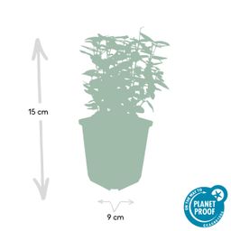 Garden basics 6x Euonymus fort. 'Emerald 'n Gold’ - ↕10-25cm - Ø9cm (46909)