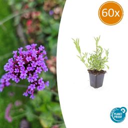 Garden basics 60x Verbena bonariensis - ↕10-25cm - Ø9cm (46999)