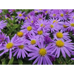 Garden basics 48x Aster (D) 'Prof. Anton Kippenberg' - ↕10-25cm - Ø9cm (50369)