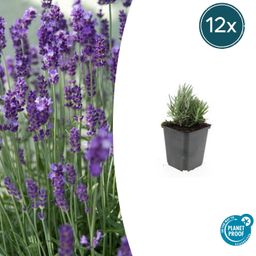 Garden basics 12x Lavandula ang. 'Dwarf Blue' - ↕10-25cm - Ø9cm (47872)