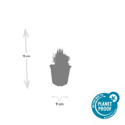 Garden basics 12x Lavandula ang. 'Dwarf Blue' - ↕10-25cm - Ø9cm (47872)