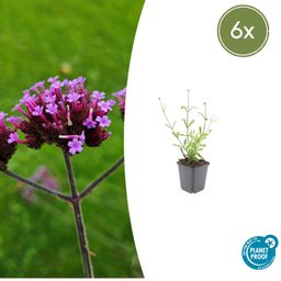 Garden basics 6x Verbena bon. 'Lollipop' - ↕10-25cm - Ø9cm (48005)