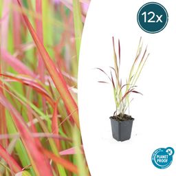 Garden basics 12x Imperata cylindrica 'Red Baron' - ↕10-25cm - Ø9cm (47857)