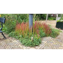 Garden basics 12x Imperata cylindrica 'Red Baron' - ↕10-25cm - Ø9cm (47857)