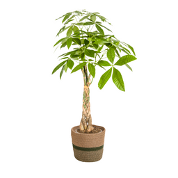 Pachira Aquatica met mand Ø21cm - ↕90 (48790)
