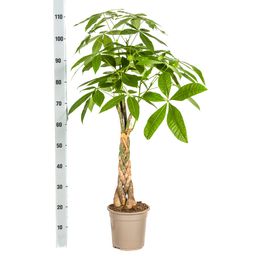 Pachira Aquatica met mand Ø21cm - ↕90 (48790)