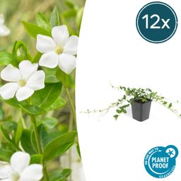 Garden basics 12x Vinca minor 'Alba' - ↕10-25cm - Ø9cm (47010)