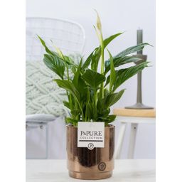 Spathiphyllum In P&PURE Juliette Ceramics Goldbronze (53409)
