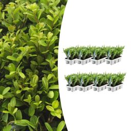 Premium basics 8 x 6 pack Ilex crenata 'Jenny' - Ø7 cm (48274)