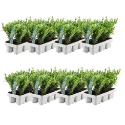 Premium basics 8 x 6 pack Ilex crenata 'Jenny' - Ø7 cm (48274)
