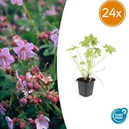 Garden basics 24x Geranium macrorrhizum - ↕10-25cm - Ø9cm (50428)