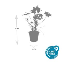 Garden basics 24x Geranium macrorrhizum - ↕10-25cm - Ø9cm (50428)