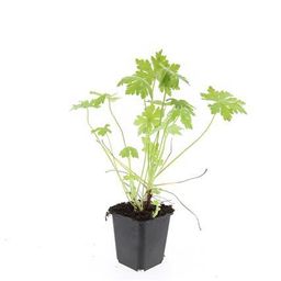 Garden basics 24x Geranium macrorrhizum - ↕10-25cm - Ø9cm (50428)