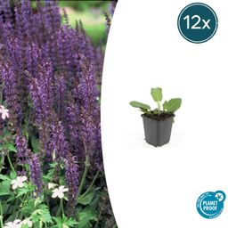 Garden basics 12x Salvia nem. 'Mainacht' - ↕10-25cm - Ø9cm (47991)