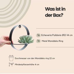 Rootless by aloe demi ROOTLESS Succulent Echeveria Pulidonis op Muurdeco standaard zwart Ø20 cm (8721001420087)