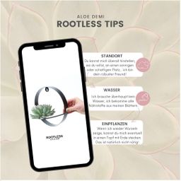 Rootless by aloe demi ROOTLESS Succulent Echeveria Pulidonis op Muurdeco standaard zwart Ø20 cm (8721001420087)