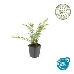 Garden basics 12x Lonicera pileata 'Purple Pearl' - ↕10-25cm - Ø9cm (47917)