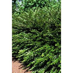 Garden basics 12x Lonicera pileata 'Purple Pearl' - ↕10-25cm - Ø9cm (47917)