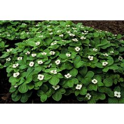 Garden basics 12x Cornus canadensis - ↕10-25cm - Ø9cm (47663)