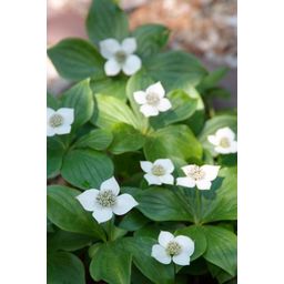 Garden basics 12x Cornus canadensis - ↕10-25cm - Ø9cm (47663)