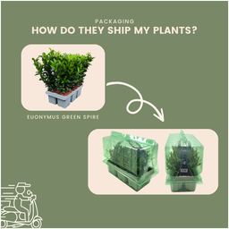 Plants by frank 24 x Euonymus 'Green Spire' - 24 x Ø 7 cm - ↨ 15 cm (8721001422425)