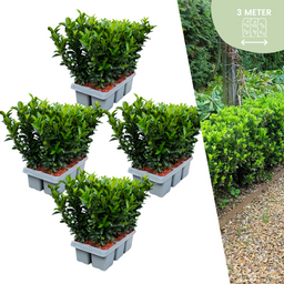 Plants by frank 24 x Euonymus 'Green Spire' - 24 x Ø 7 cm - ↨ 15 cm (8721001422425)