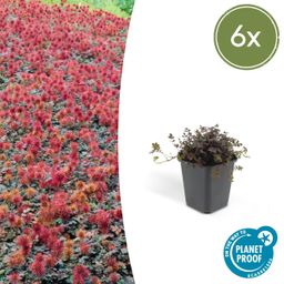 Garden basics 6x Acaena microphylla 'Kupferteppich' - ↕10-25cm - Ø9cm (46853)