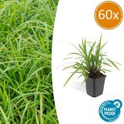 Garden basics 60x Carex morrowii 'Irish Green' - ↕10-25cm - Ø9cm (47650)