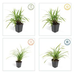 Garden basics 60x Carex morrowii 'Irish Green' - ↕10-25cm - Ø9cm (47650)