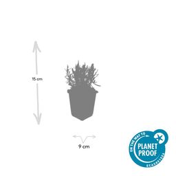 Garden basics 60x Lavandula ang. 'Munstead' - ↕10-25cm - Ø9cm (47880)