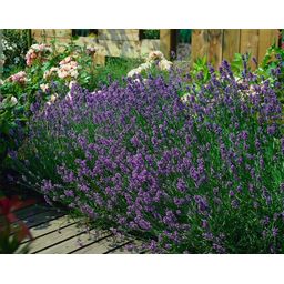 Garden basics 60x Lavandula ang. 'Munstead' - ↕10-25cm - Ø9cm (47880)