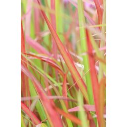 Garden basics 6x Imperata cylindrica 'Red Baron' - ↕10-25cm - Ø9cm (47856)
