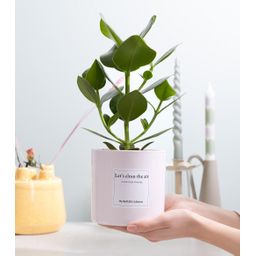 Clusia Rosea Gift "Let's Clean The Air" WITH GREETING CARD! (53337)