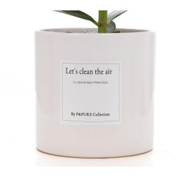 Clusia Rosea Gift "Let's Clean The Air" WITH GREETING CARD! (53337)
