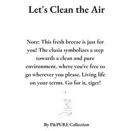 Clusia Rosea Gift "Let's Clean The Air" WITH GREETING CARD! (53337)
