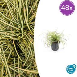 Garden basics 48x Carex oshim. 'Evergold' - ↕10-25cm - Ø9cm (50387)