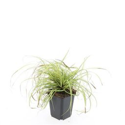 Garden basics 48x Carex oshim. 'Evergold' - ↕10-25cm - Ø9cm (50387)