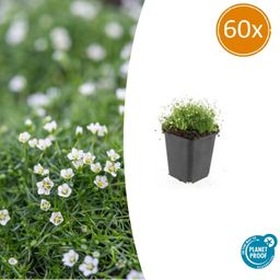 Garden basics 60x Sagina subulata - ↕10-25cm - Ø9cm (47984)