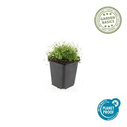 Garden basics 60x Sagina subulata - ↕10-25cm - Ø9cm (47984)