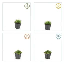 Garden basics 60x Sagina subulata - ↕10-25cm - Ø9cm (47984)
